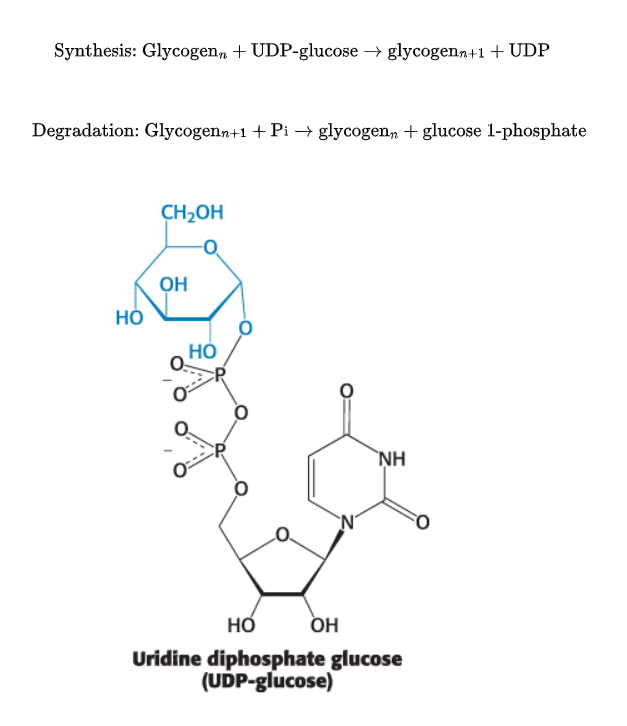 <p>is a vital activated nucleotide sugar (<span><span>) that serves as a key glycosyl donor in metabolism. It is a precursor for glycogen, glycolipids, and glycoprotein synthesis. It is synthesized from glucose-1-phosphate and uridine triphosphate (UTP)</span></span></p><img src="https://knowt-user-attachments.s3.amazonaws.com/5e07498c-3fbe-4ec0-842f-135b4ad3a181.png" data-width="100%" data-align="center" alt="knowt flashcard image"><p></p>