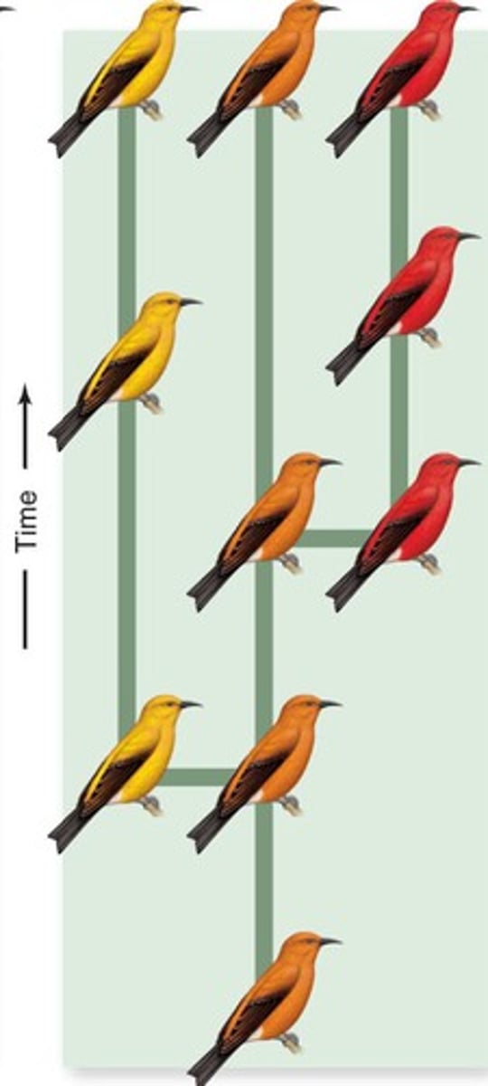 <p>A theory of evolution, proposed by Niles Eldredge and Stephen J. Gould, which disagrees with phyletic gradualism and states that evolution is not gradual, but rather proceeds by means of bursts of change separated by long periods of relative stasis.</p>