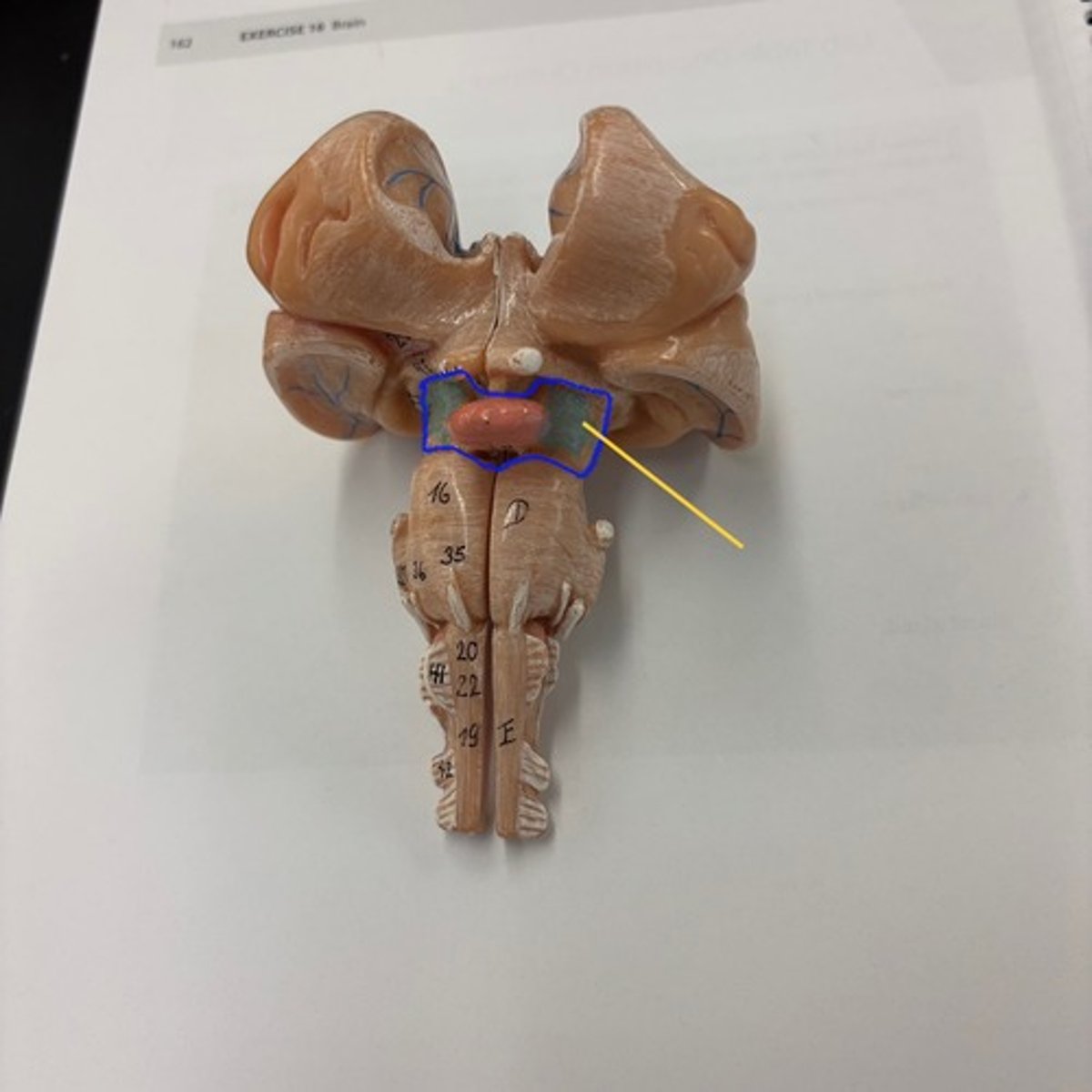 knowt flashcard image