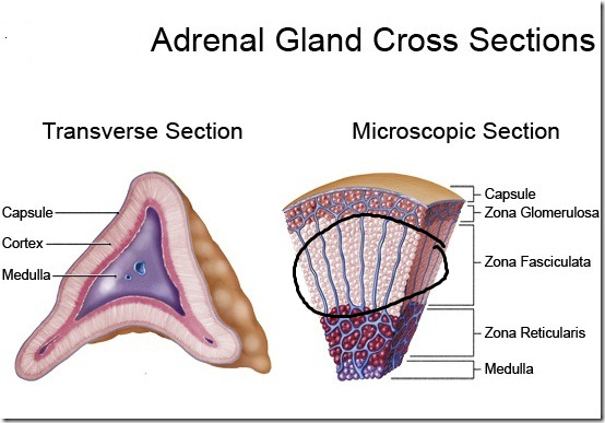 <p>middle zone of adrenal cortex, making glucocorticoids</p>