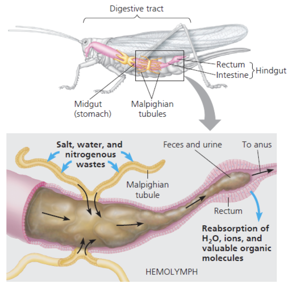 <ul><li><p>Har “Malpighian tubules”, røyr direkte frå fordøydelsessystemet som går ut i kroppen. Skjer ikkje filtrasjon, cellene på innsida av veggen “fører over” stoff frå hemolymfen</p></li></ul>