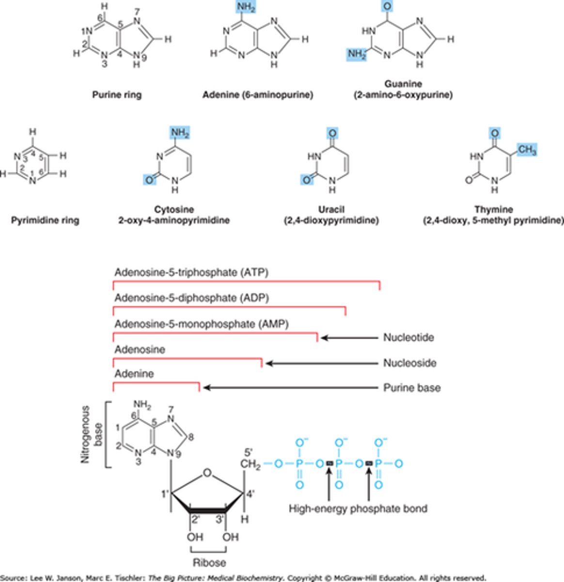 <p>-Nucleosides (bottom) are made of a nitrogenous base, usually either a purine or pyrimidine, and a five-carbon carbohydrate ribose. A nucleotide is simply a nucleoside with an additional phosphate group or groups (blue); polynucleotides containing the carbohydrate ribose are known as ribonucleotide or RNA.</p>