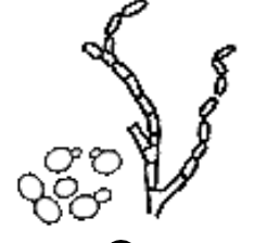 <p>what type of asexual spore is this</p>