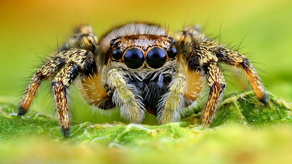 <p>die Spinne, -n</p>