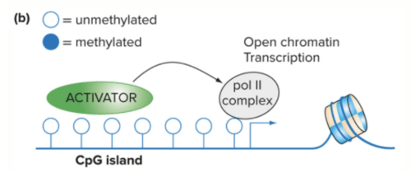 <p>IAP promoter for Avy allele is unmethylated at all 9CpG sites because of the mom's LOW-methyl diet during embryo genesis</p>