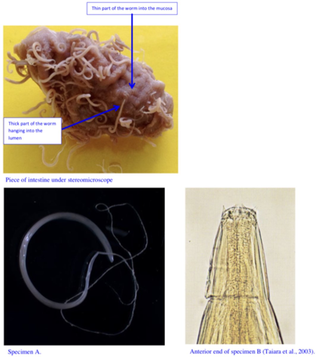 <p>Station 14:</p><p>You are called to a free range piggery that has experienced mortalities in finisher pigs. Thepigs die after a short period of diarrhoea; in some pigs this is blood tinged. At necropsy, you can see a thickened, congested large bowel with focal haemorrhages (check the piece of the intestine in jar under the stereomicroscope) and on a closer examination you find two species of parasites (Specimens A and B).</p>