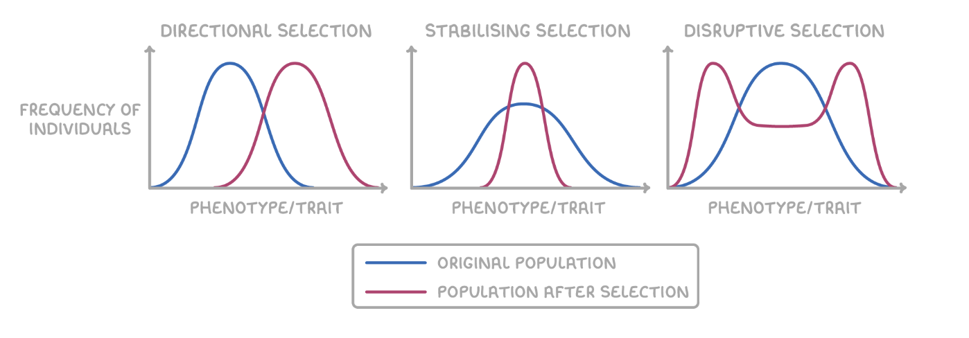 <ul><li><p>Directional Selection</p><ul><li><p>favourable individuals at one end of the phenotypic range </p></li></ul></li><li><p>Disruptive Selection</p><ul><li><p>favours individuals at both extremes of the phenotypic range</p></li></ul></li><li><p>Stabilizing Selection</p><ul><li><p>favours intermediate variants and acts against extreme phenotypes</p></li></ul></li></ul><p></p>