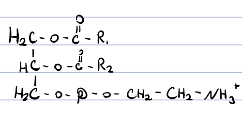 main constituents of cell membranes

facilitates incorporation of proteins into the cell membrane