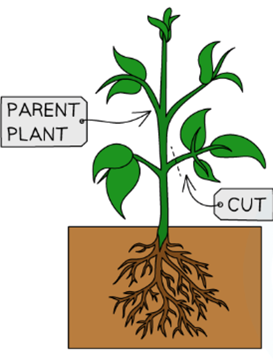 <ol><li><p>Use a healthy shoot</p></li><li><p>Cut stem at a slant, between nodes</p></li><li><p>Dip in rooting powder</p></li><li><p>Place in soil/compost and add water</p></li><li><p>To reduce transpiration, cover with a plastic bag, or remove some leaves.</p></li></ol><p></p>