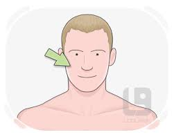 <p>what is the anatomical name for this part?</p>