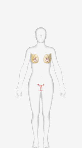 <p>Female reproductive system</p>