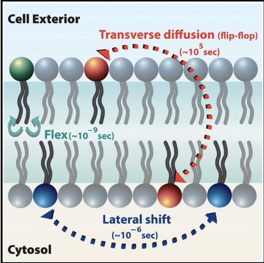 <p>Lipids: move easily, laterally, within leaflet; movement to other leaflet is difficult and slow.</p>