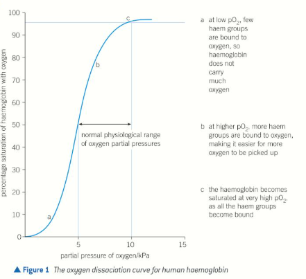 <ul><li><p>Shows affinity of haemoglobin for O2</p></li><li><p>Curve levels out at the highest partial pressures of O2 </p><ul><li><p>All haem groups are bound to O2</p></li><li><p>Haemoglobin is saturated &amp; cannot take up any more </p></li></ul></li></ul><p></p>