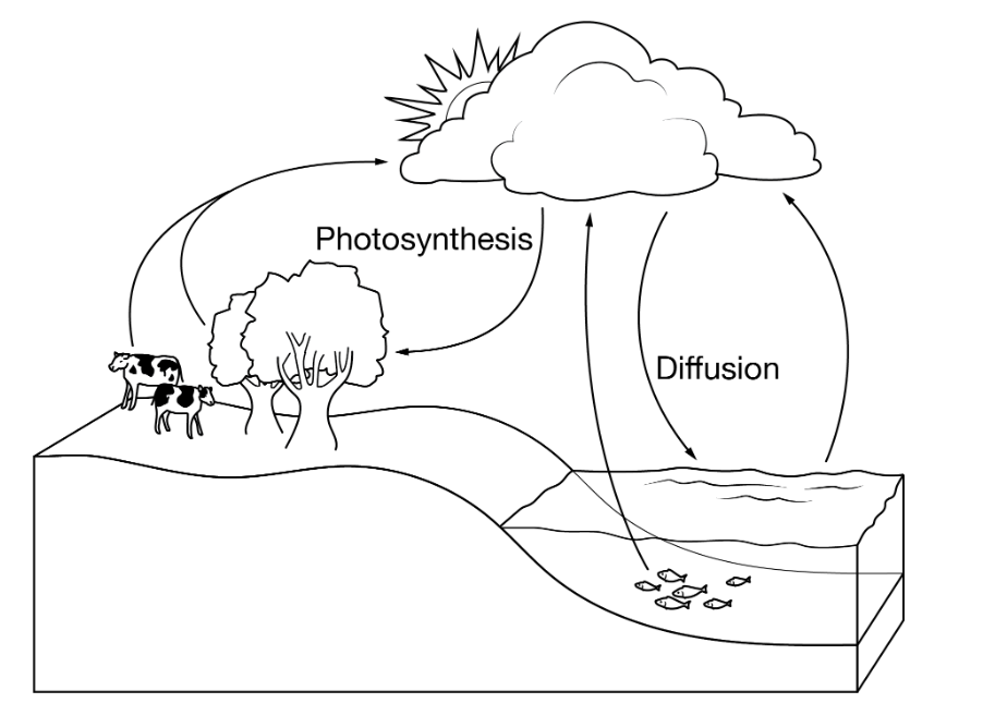 <p><span><span>What biogeochemical cycles includes the processes of buffering ocean and photosynthesis, as shown in the diagram?</span></span></p>