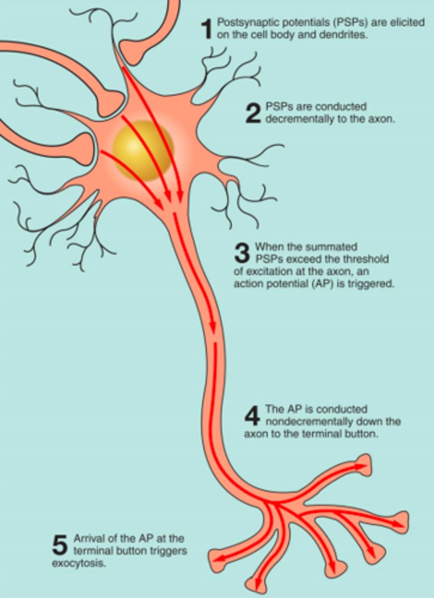 <p>1. signal received by dendrites</p><p>2. passes through cell body</p><p>3. action potential in axon hillock</p><p>4. signal transmitted through axon</p><p>5. reaches synaptic terminal</p>