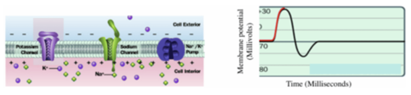 <p>- depolarization occurs when the charge across the plasma membrane reverses from a negative to a positive charge</p><p>- when the threshold potential (-55mV) is reached -&gt; an action potential is generated</p><p>- a transmitted action potential = a nerve impulse </p>