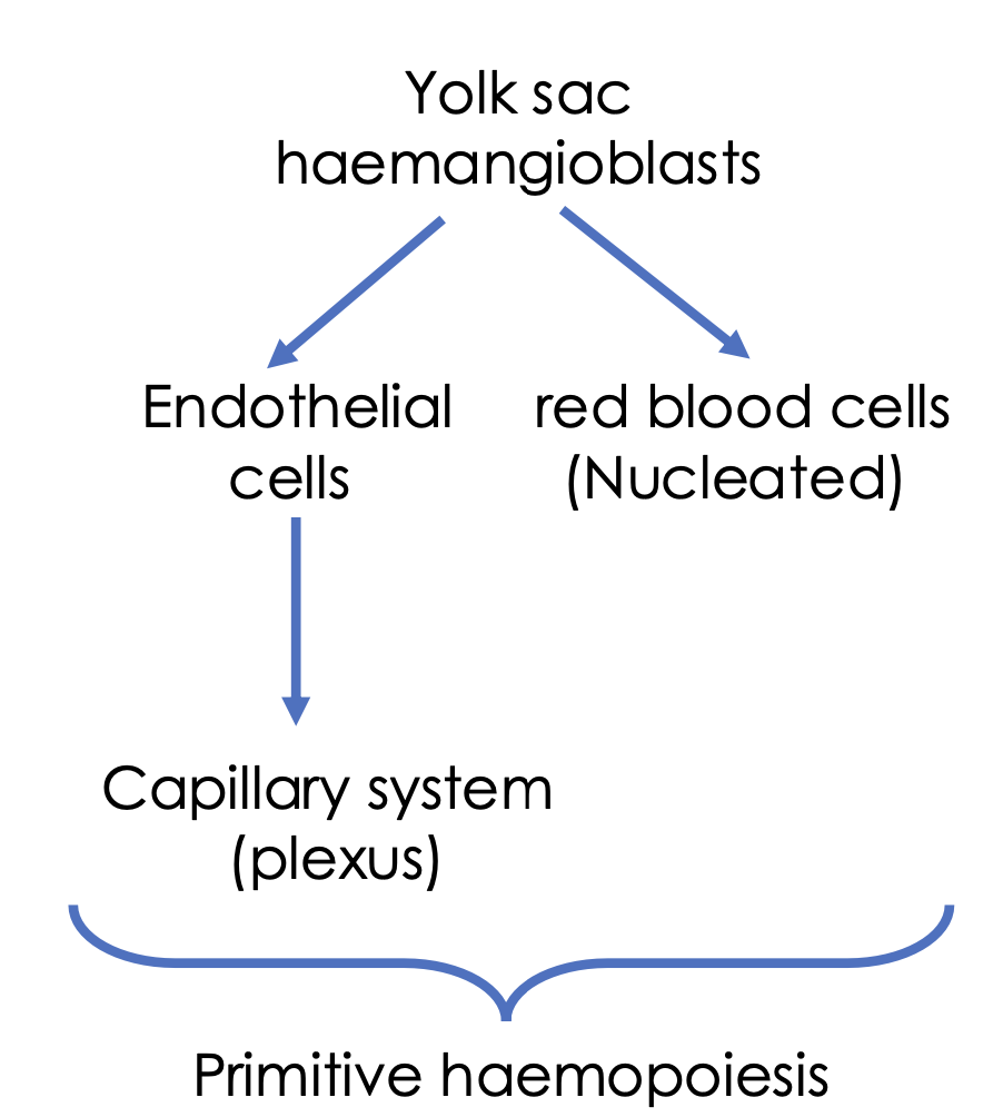 <p>0-2 months (yolk sac, aka vitelline sac)</p><p class="p1">2-7 months (liver, spleen)</p><p class="p1"><span>5-9 months (bone marrow)</span></p>