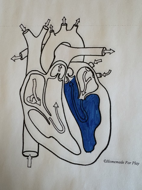 <ul><li><p><span style="background-color: transparent;"><span>Pumps oxygenated blood to the body via the aorta.</span></span></p></li></ul><p></p>