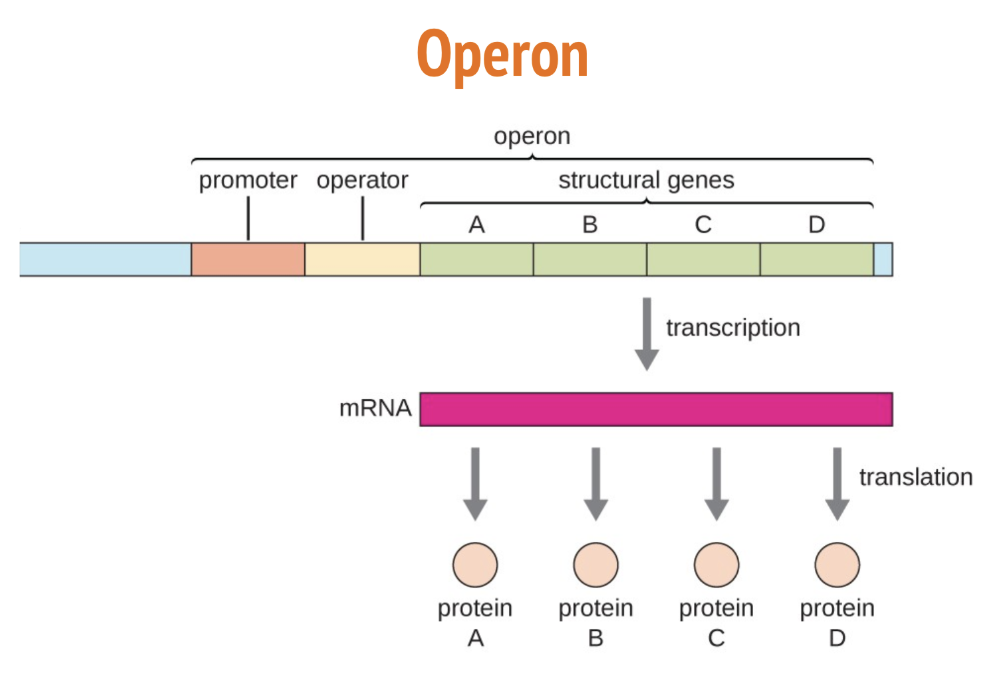 <ul><li><p>Operon — a set of adjacent genes and nearby regulatory sequences that can affect transcription of the genes</p></li><li><p>Promoter — section of DNA where RNA polymerase binds + transcription beings</p></li><li><p>Operator — section of DNA where proteins that control transcription bind (repressor proteins)</p></li></ul><p></p>