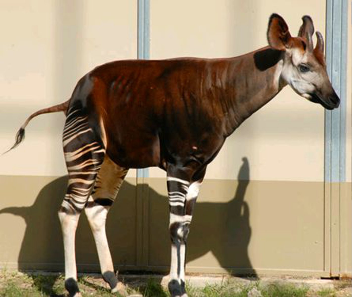 <p>Identify the species shown:</p>