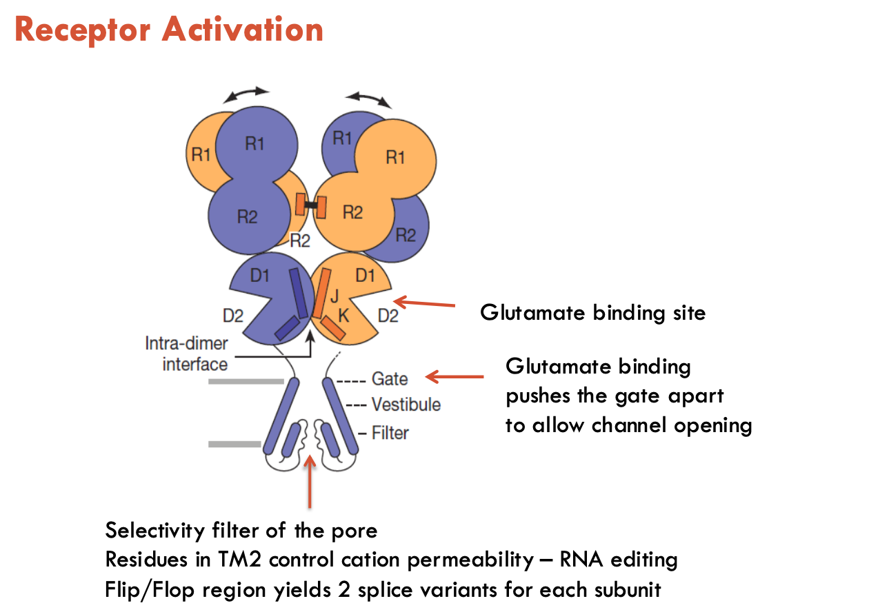 <p>Ligand-binding domain (LBD) is termed a “venus flytrap” domain</p><ul><li><p>when ligand binds, LBD engulfs the ligand</p><ul><li><p>causes various domains to rotate and to move → pulls gate apart to allow channel opening</p></li></ul></li></ul><p>There is a region in the <strong>selectivity filter</strong> of the pore that can also undergo change</p><ul><li><p>residues in TM2 control cation permeability (RNA editing)</p></li><li><p>flip/flop region yields 2 splice variants for each subunit</p></li></ul><p></p>