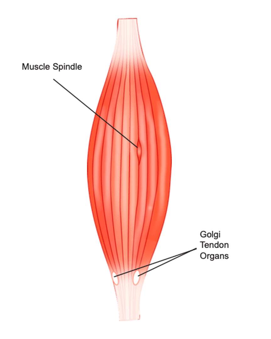 <ul><li><p>bc of the presence of special receptors in the muscle that sends signals back to the brain&nbsp;</p></li><li><p>these receptors include muscle spindles and golgi tendon organs</p></li></ul><p></p>
