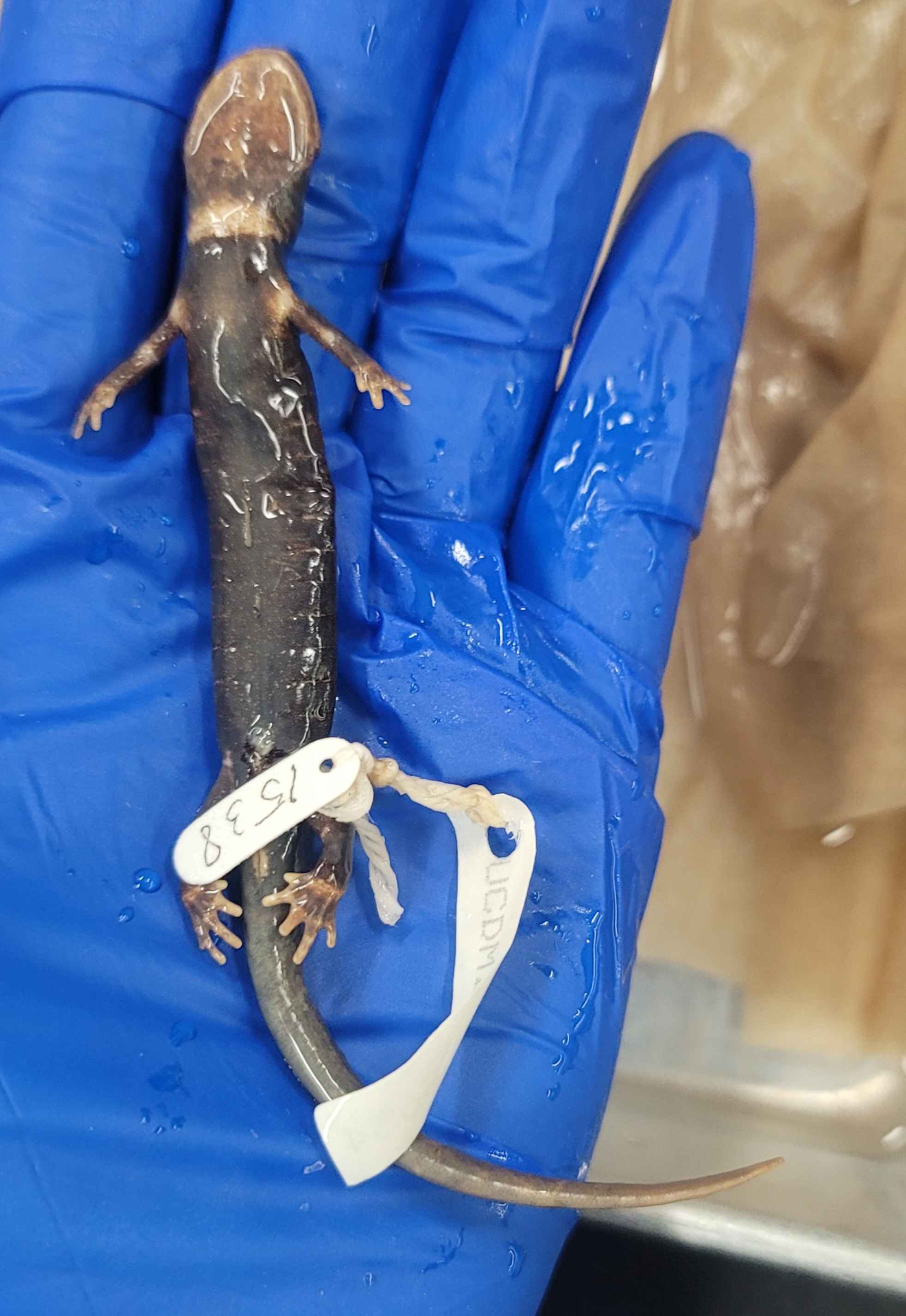 <p>Aneides lugubris</p>