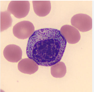 <p>IDENTIFY THE CELL</p>