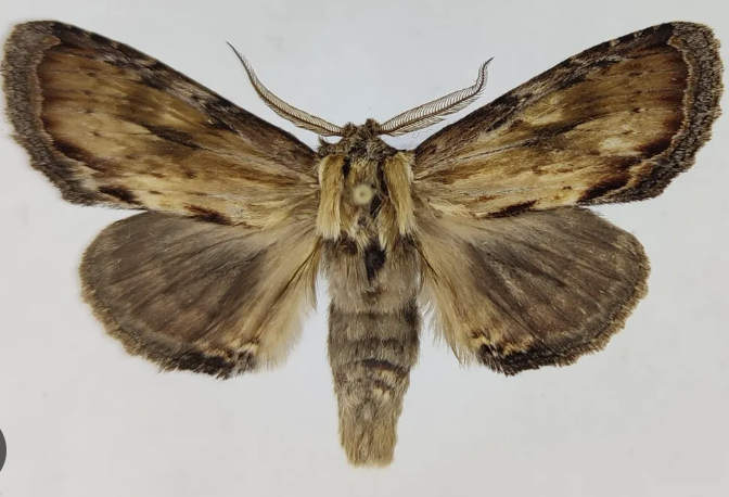 <p>nocturnal moths</p>