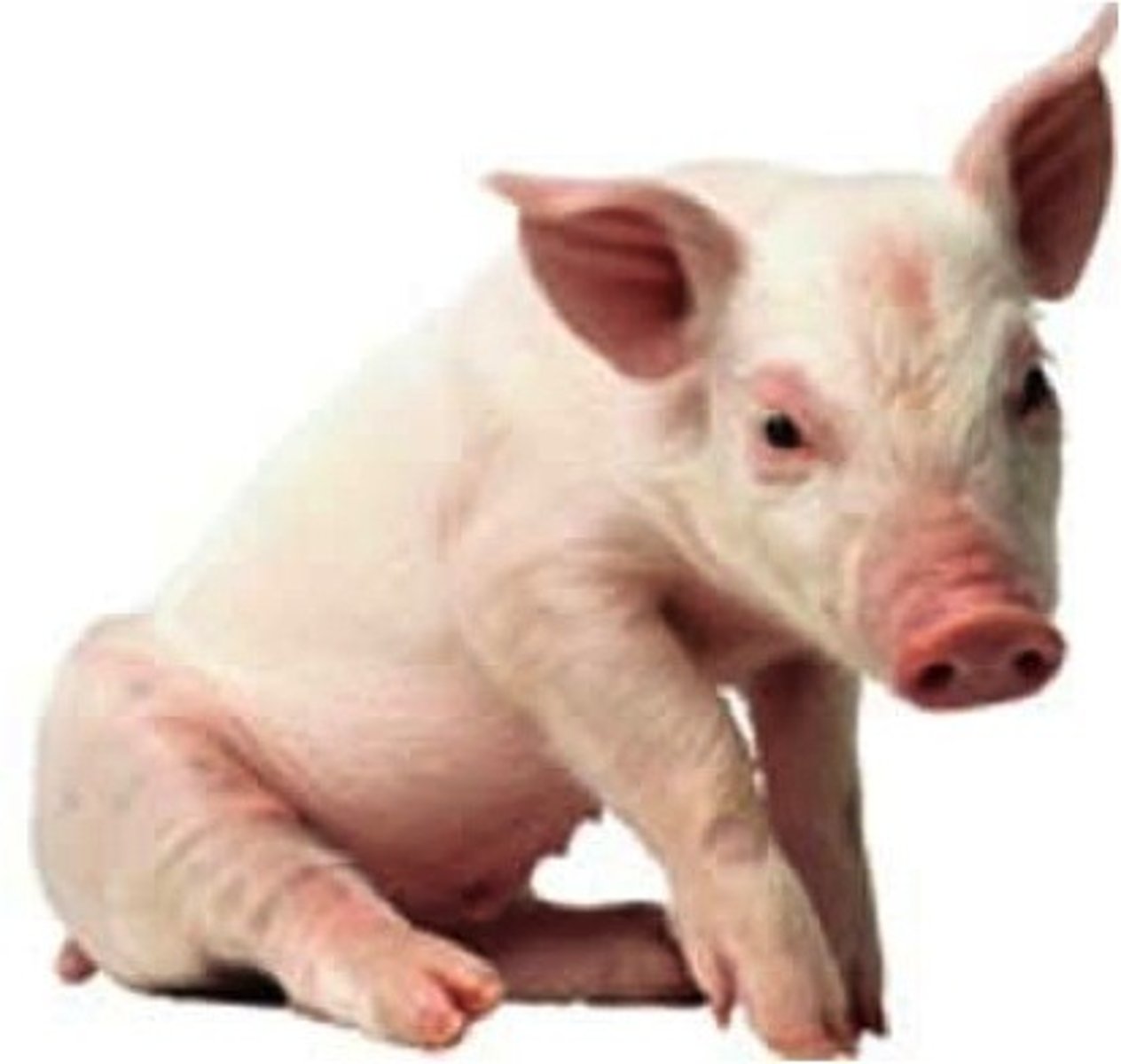 <p>pig</p>