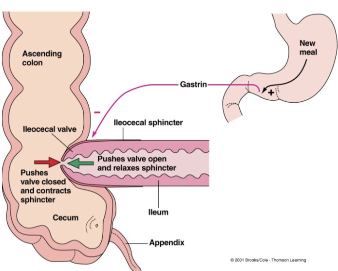 <p>separated by the ileocecal valve and sphincter which is a one-way flow&nbsp;</p><ul><li><p>contents from the ileum into cecum (first part of the large intestine)</p></li><li><p>necessary to keep colonic bacteria from entering the ileum</p></li></ul><p></p>