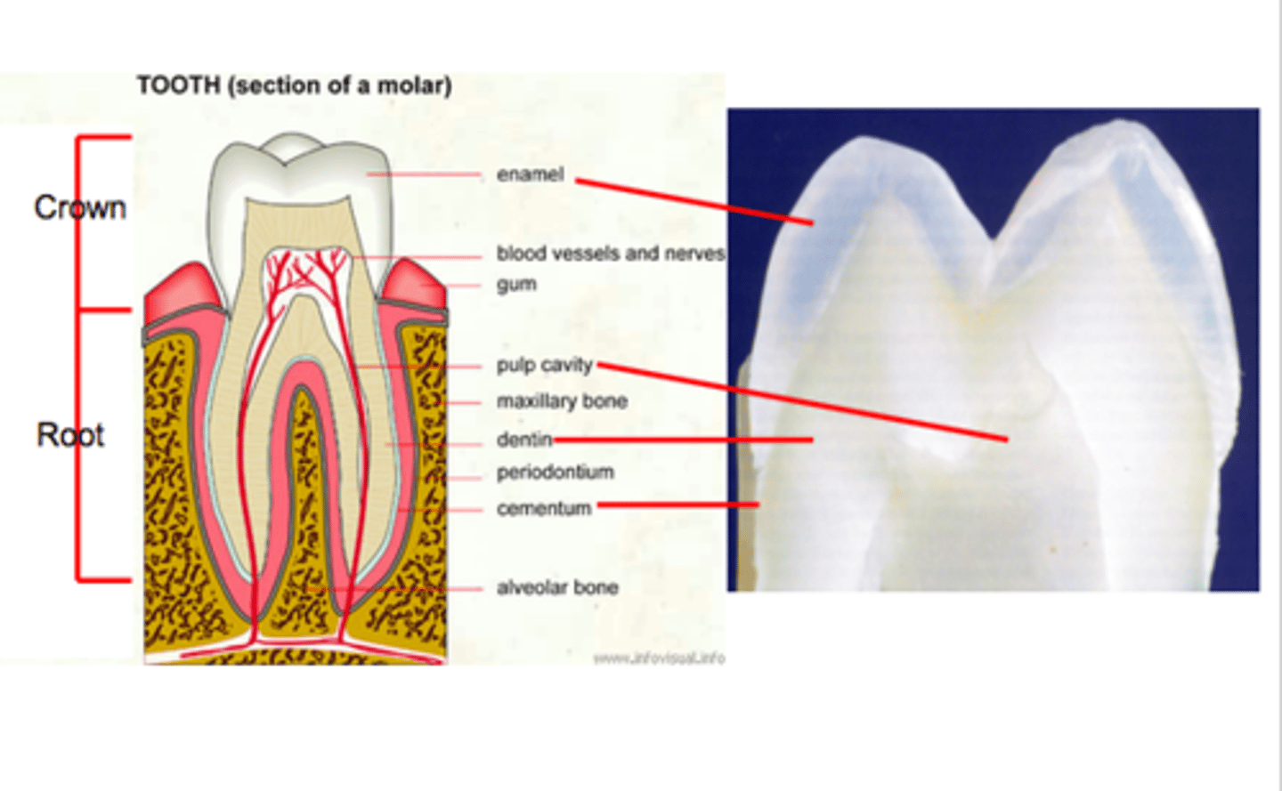 <p>it is actually TRANSLUCENT, the yellowish-white color we see in the mouth is actually the color of dentin</p>
