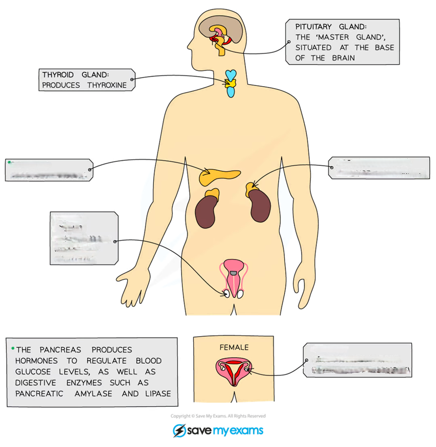 <p>IDENTIFY ENDOCRINE GLANDS</p>