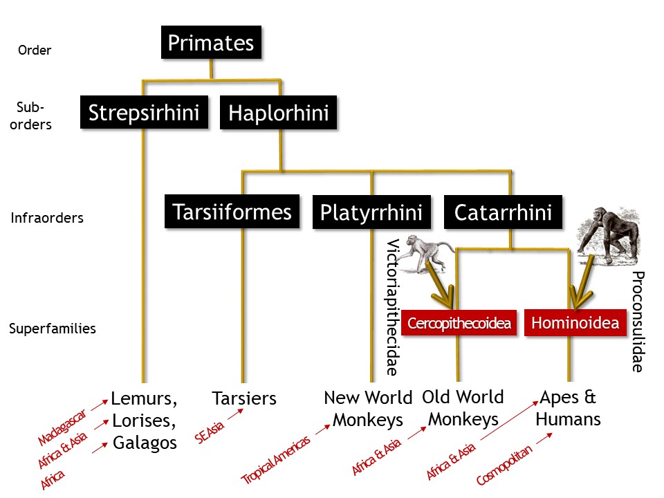 <p>Have the diagnostic traits of the Superfamily Hominoidea and appear to be the early apes that gave rise to later apes in Africa.</p>