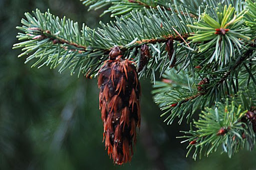 <p>What tree do these belong to?</p>