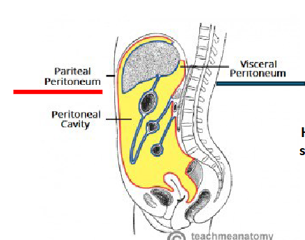 <p>Potential space between parietal and visceral layers of peritoneum</p><p></p>