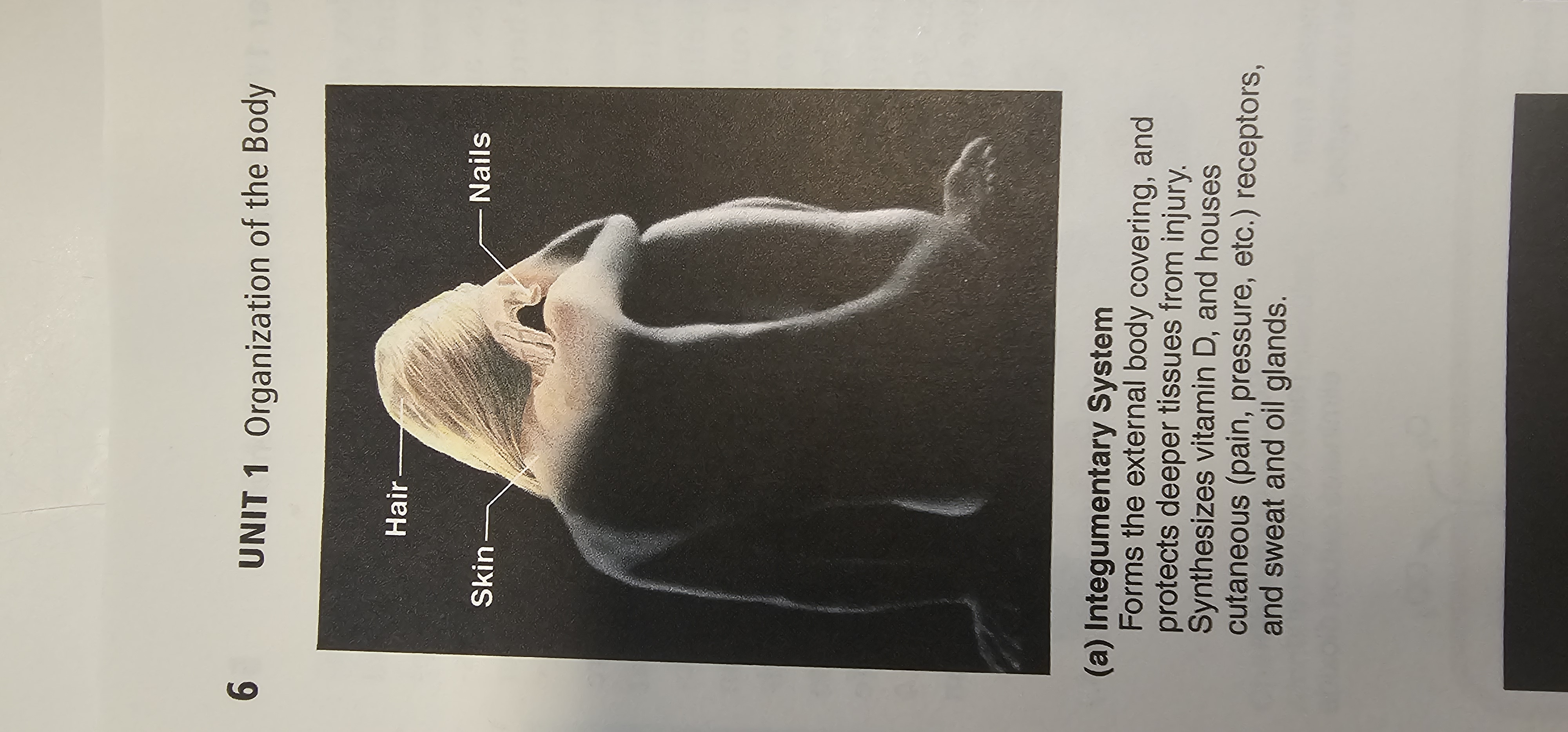 <p>skin<span>, </span>hair<span>, </span>fat<span> and </span>nails</p>