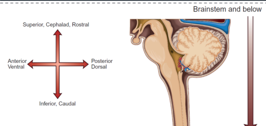 <ol><li><p>Superior , cephalad, rostral</p></li><li><p>Posterior dorsal</p></li><li><p>Inferior, caudal</p></li><li><p>Anterior ventral</p></li></ol>