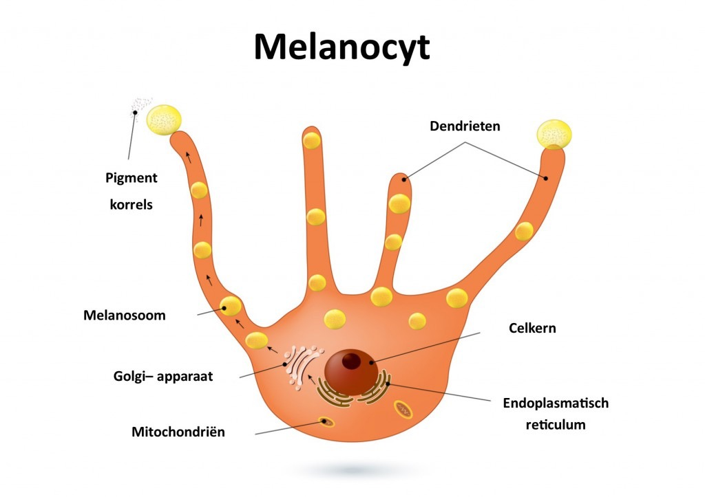 <p><span>Dendritic process</span></p>