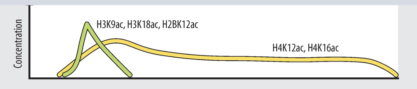 <p>active or repressed gene</p>