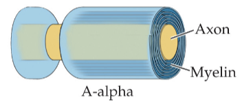 <ul><li><p>A-alpha fibre - thick myelin and axon</p></li><li><p>diameter = 13-20 micrometer</p></li><li><p>conduction speed = 80-120 m/s</p></li></ul><p></p>