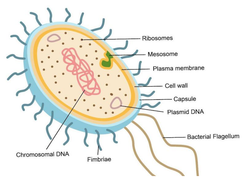 <p>single-celled prokaryotic organisms- key components include <mark data-color="rgba(0, 0, 0, 0)" style="background-color: rgba(0, 0, 0, 0); color: inherit">a </mark><mark data-color="purple" style="background-color: purple; color: inherit">cell wall, cell membrane, cytoplasm, nucleoid (containing DNA), ribosomes, and sometimes structures like flagella, pili, and capsules e.g. tetanus</mark></p><p></p>