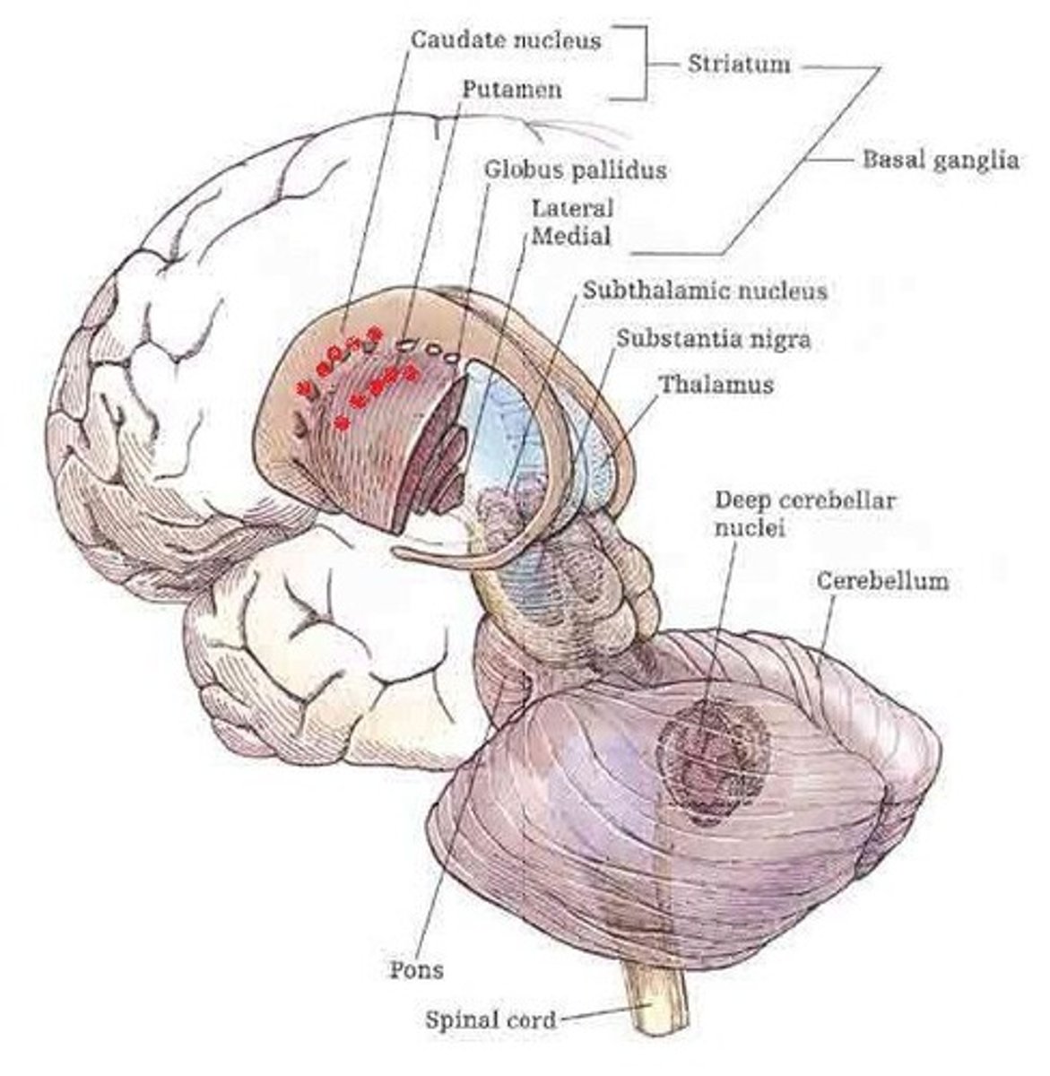 <p>These 'old' brain areas are involved in action/motor and somatosensory processing, contributing to cognitive processing.</p>