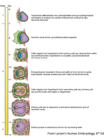 <p>Day 8 - Amniotic cavity formed</p><p>Day 9 - Lacunae and Heuser's membrane formed</p><p>Day 10-13 - Extraembryonic mesoderm and chorionic cavity formed</p><p>Day 14 - Definitive yolk sac formed</p><p>Day 14-15 - Connecting stalk formed</p>