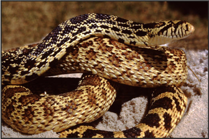 <p>Pituophis catenifer sayi<br>bullsnake<br>Colubridae</p>