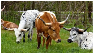 <ul><li><p>Origin: North America</p></li><li><p>Color: multi-colored</p></li><li><p>Horned</p></li><li><p>Large size</p></li><li><p>Hardy, adaptable, lean beef</p></li></ul><p></p>