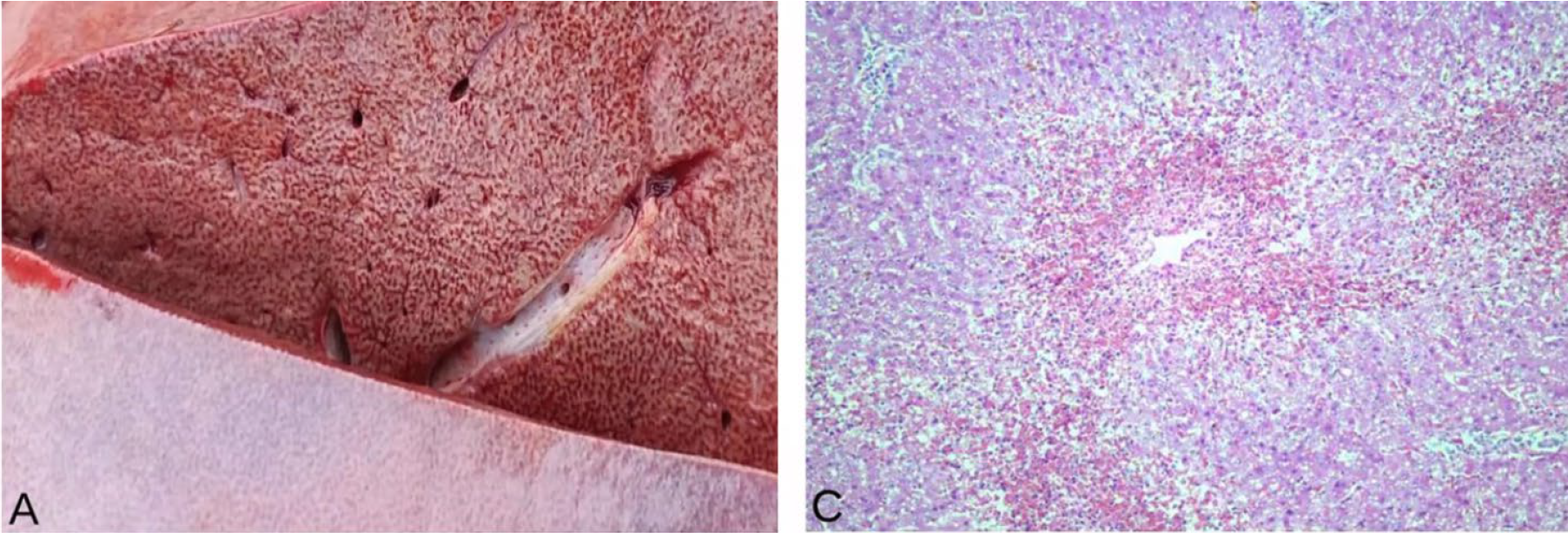 <p>Cattle; what is the etiology?</p><p>A-Xanthium strumarium</p><p>B-Nerium oleander</p><p>C-Vicia vil/osa</p><p>D-Solanum malacoxylom</p>