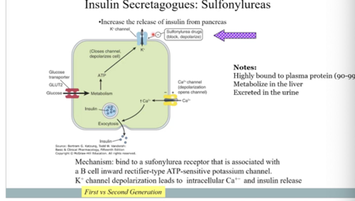 <p>They bind to receptors on pancreatic beta cells and close ATP-sensitive potassium channels, causing depolarization, and lead to calcium influx, and insulin release.</p>
