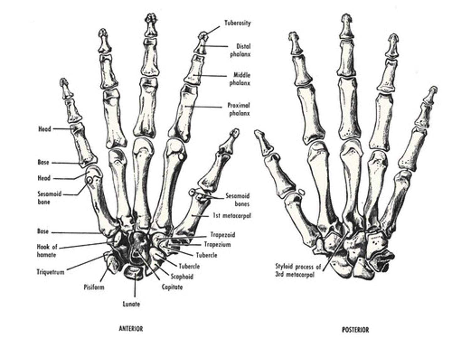<p>Moving component: proximal phalanx, concave moving on convex, osteo/arthrokinematic motion occurs in the same direction</p>