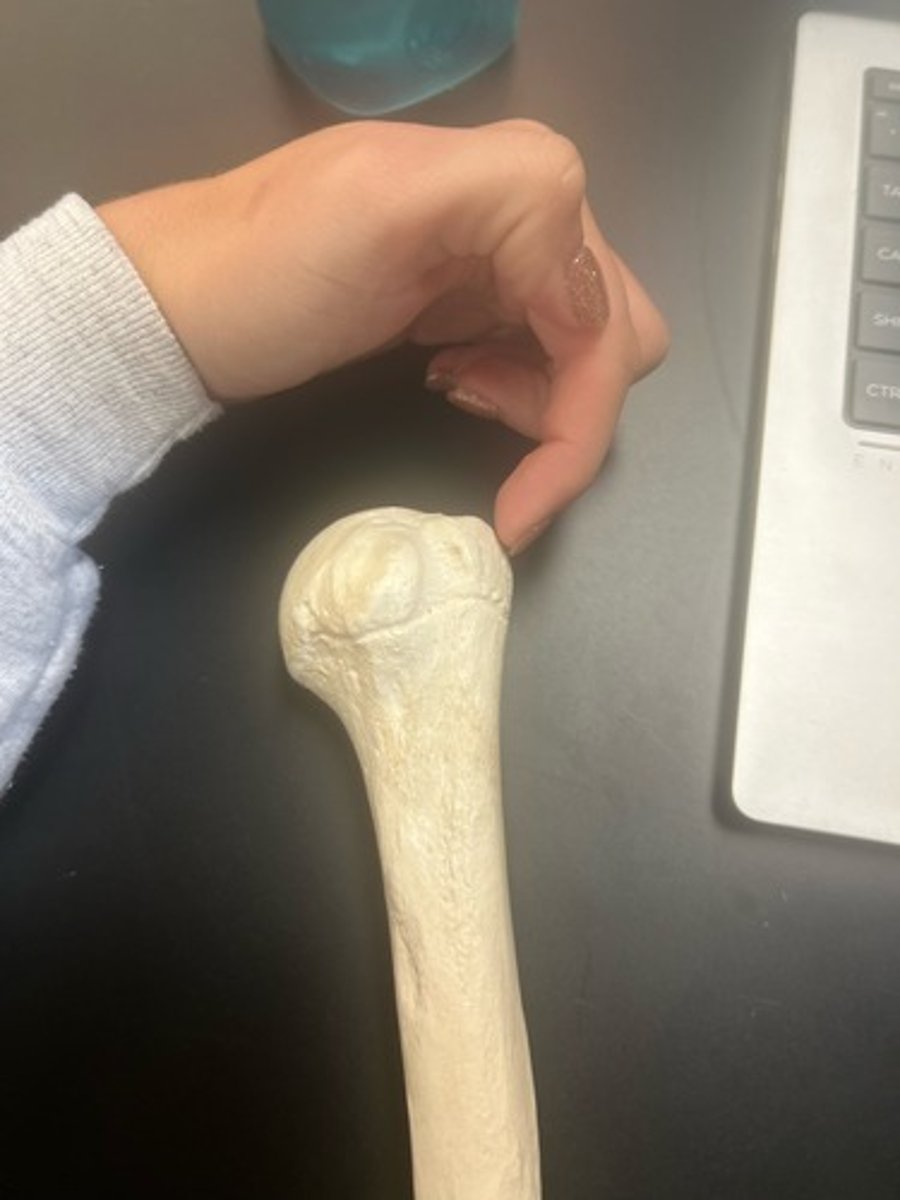 <p>name the bone</p>